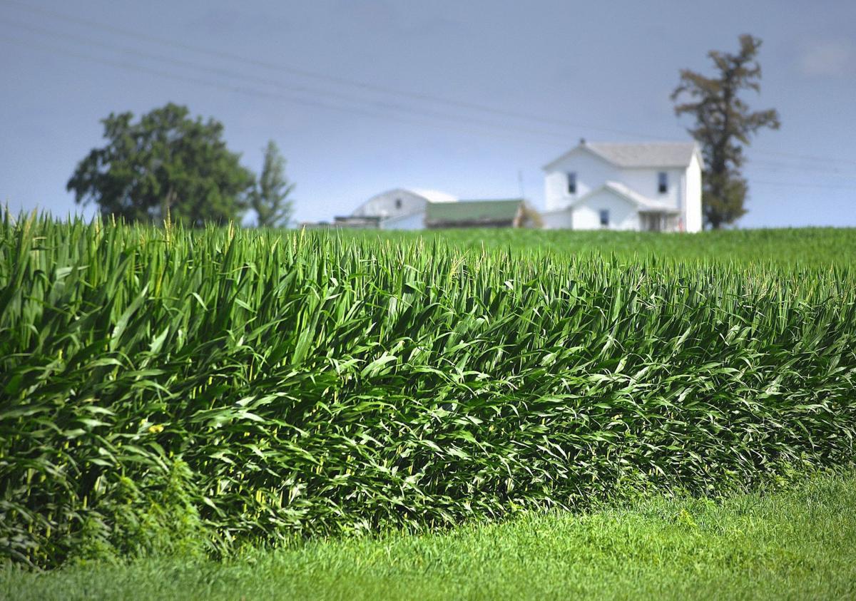 USDA cuts forecast for Illinois crop production; soybeans could be off