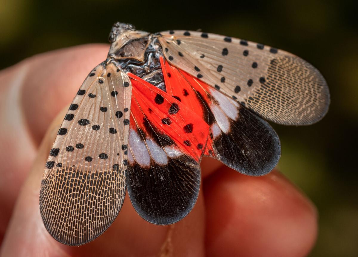 Illinois residents encouraged to destroy eggs of invasive insects 
