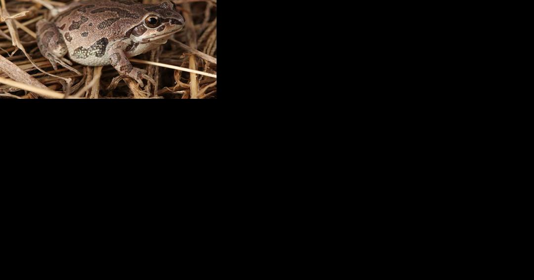 'Save the Frogs Day' planned at Meredosia National Wildlife Refuge - Vimarsana News