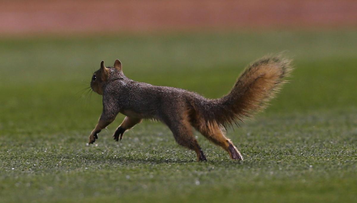Photos 19 Times Squirrels Interrupted Sporting Events Pets Herald Review Com