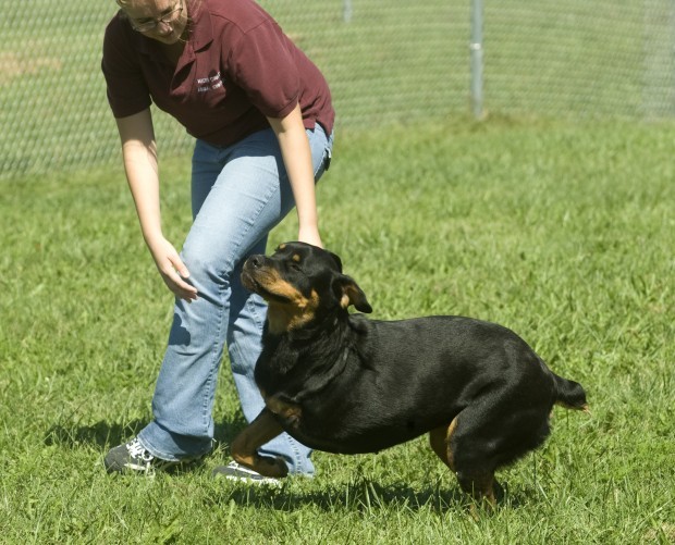 Macon County Animal Control And Care Center Hopes For 101 Pet Adoptions In September Local Herald Review Com