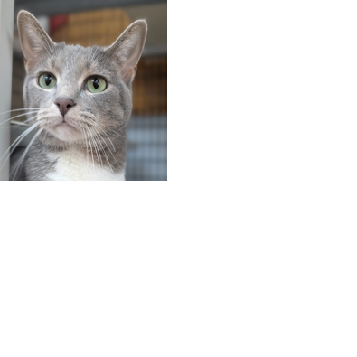 Pet of the Week: Meet Ladybug