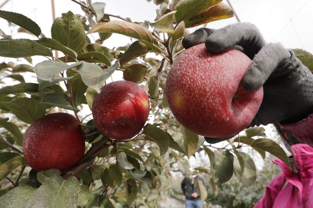 Move Over Honeycrisp New Apple To Debut At Grocery Stores And A