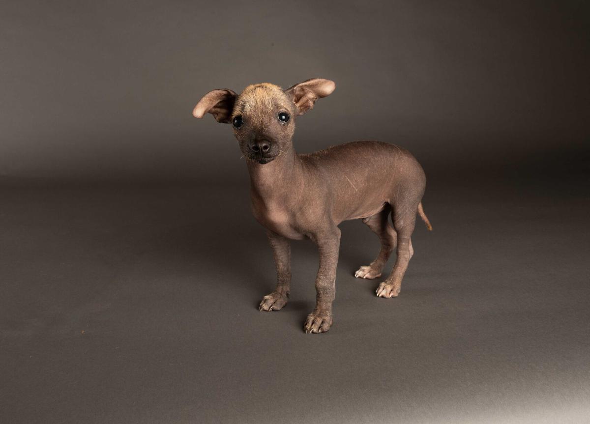 Animal Planet S Puppy Bowl Will Go On As Planned Here S A Look At The Starting Lineup Pets Herald Review Com