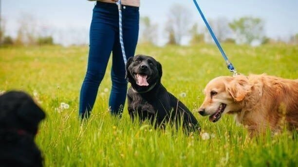 Decatur and Macon County Animal Control and Care Center celebrates 20 years