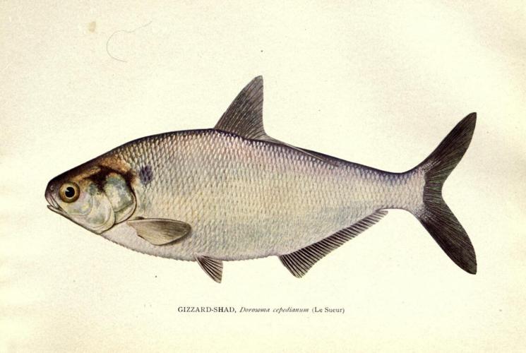 What is the future of the Biodiversity Heritage Library?