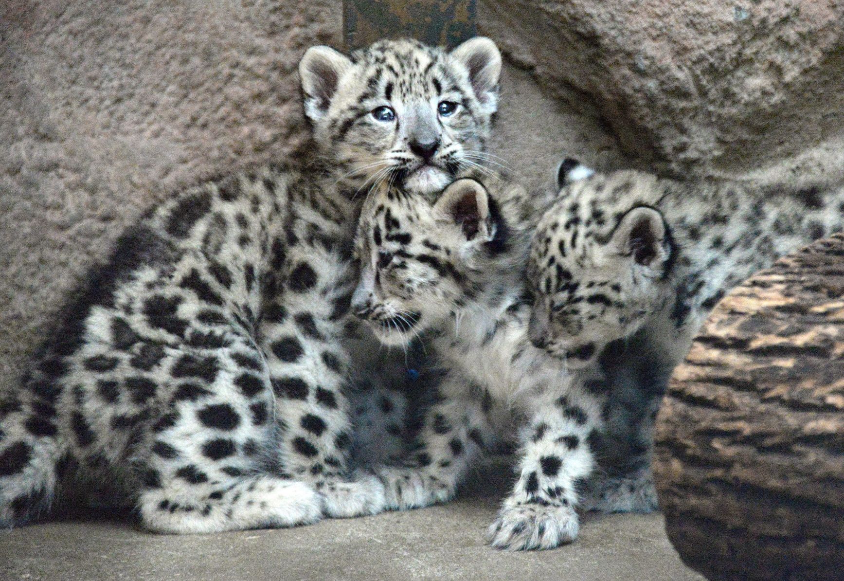 Bloomington zoo welcomes snow leopards