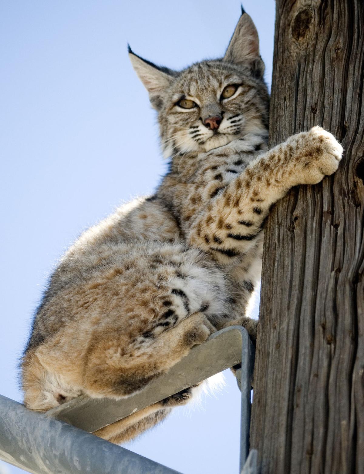 Bobcats Reported In Macon County State And Regional Herald