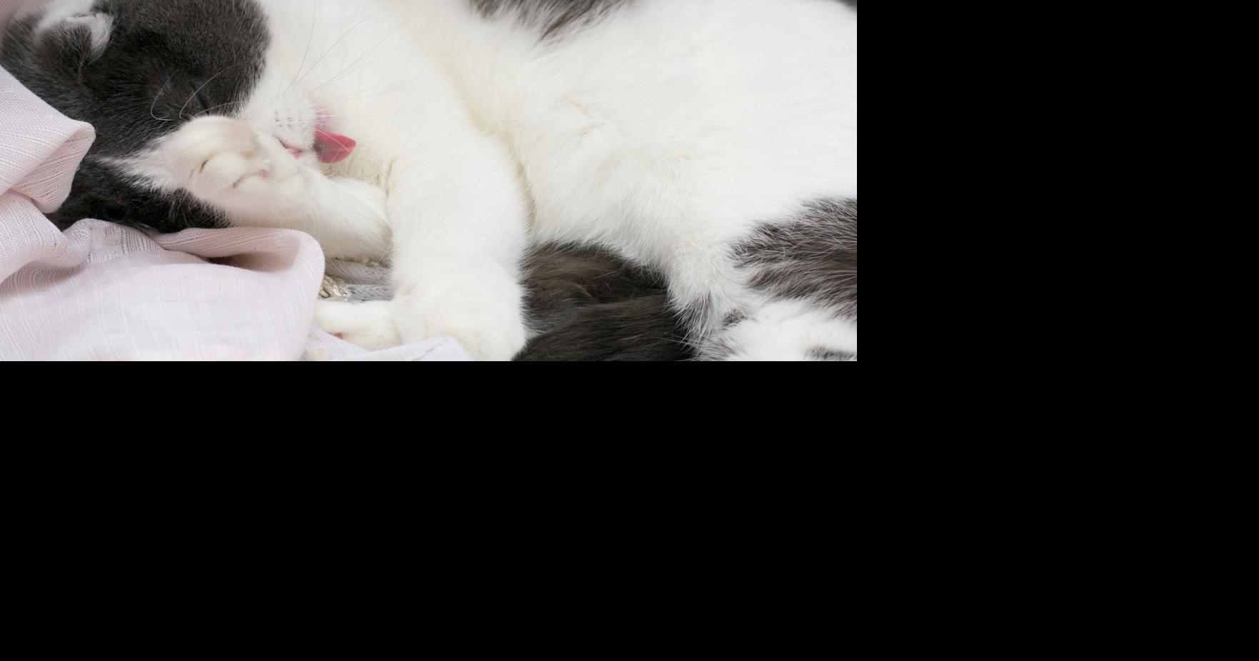 Why does my cat lick her fur where I just petted her?