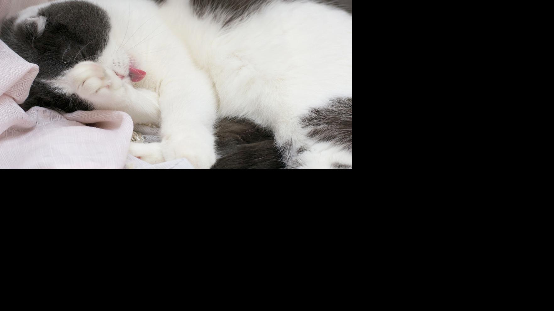 Why does my cat lick her fur where I just petted her? Lifestyles
