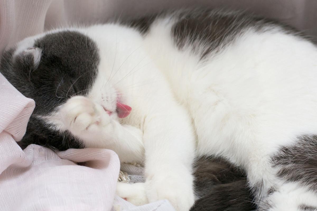 Why does my cat lick her fur where I just petted her?