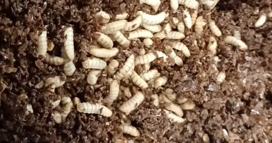 Innovafeed ready to create a buzz with new Decatur plant - Vimarsana News