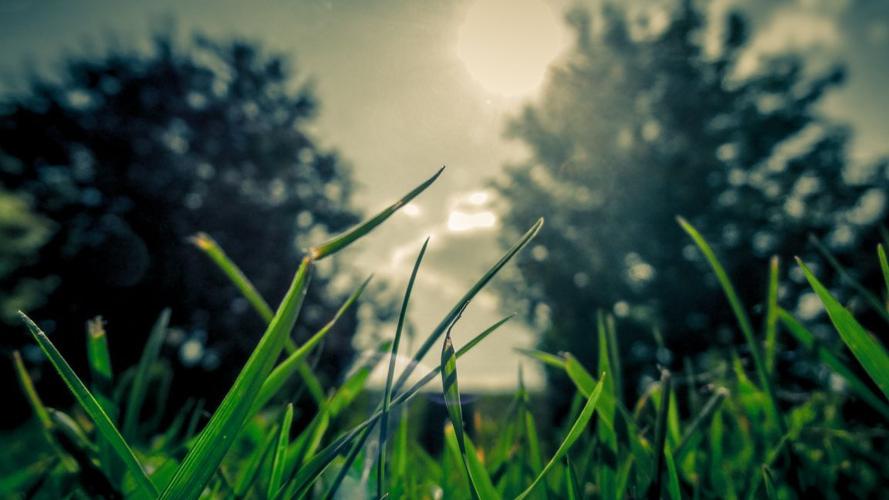 Fertilizers promote healthy lawn