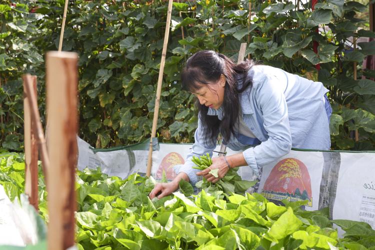 072523-dec-loc-gardens_05.JPG