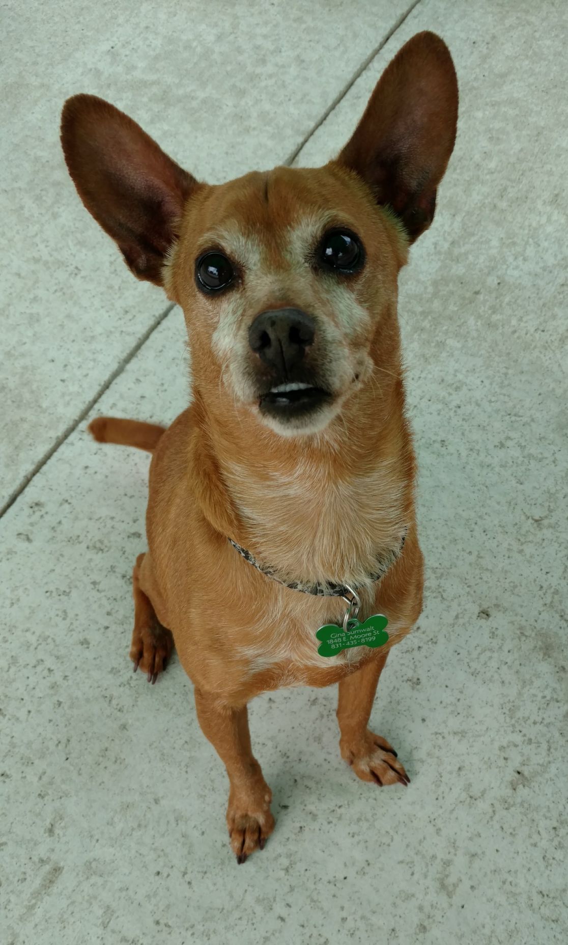 Buddy