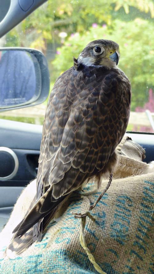 121816-dec-lif-gardenfalcons1