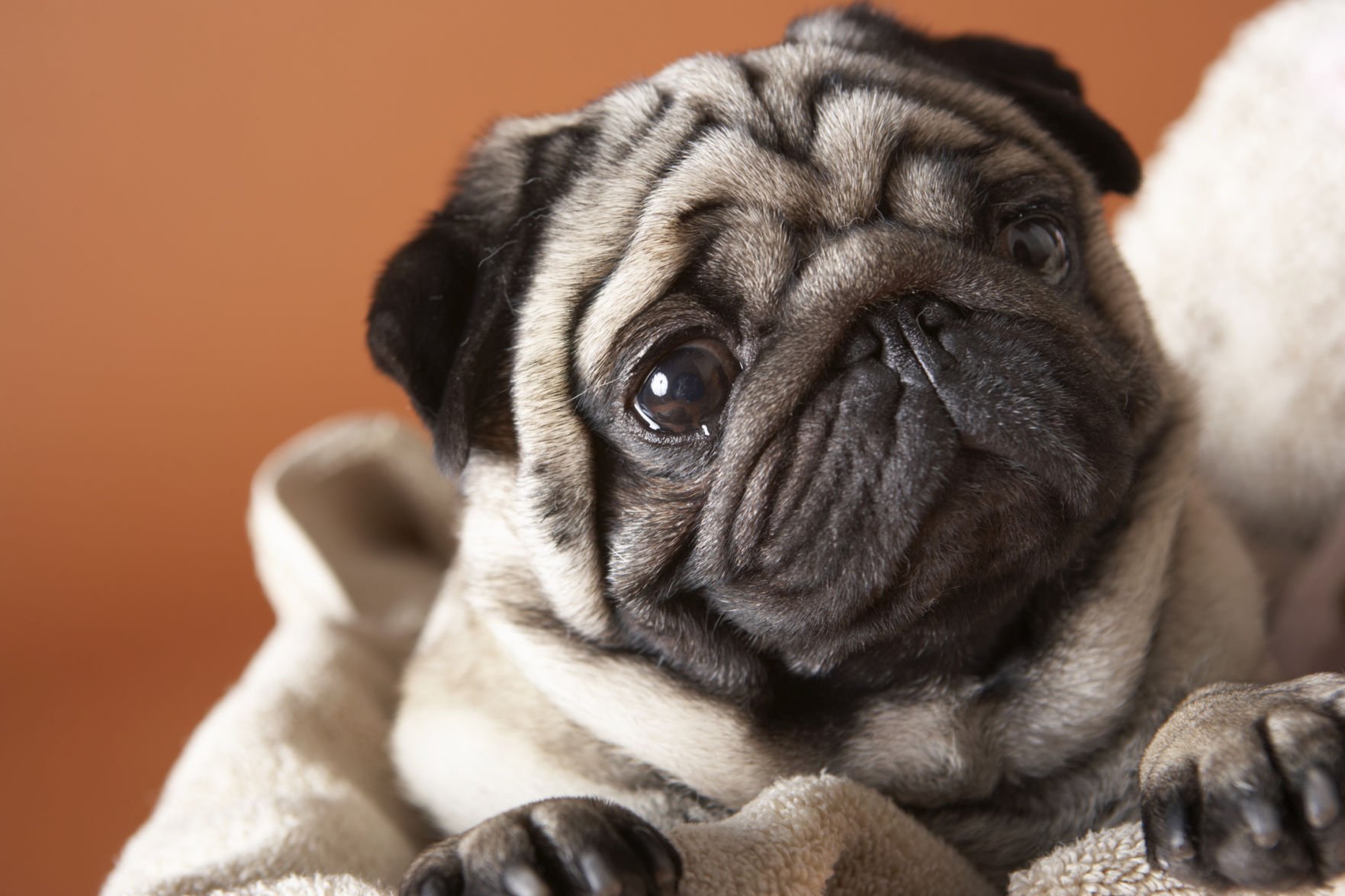 short nose dog breeds