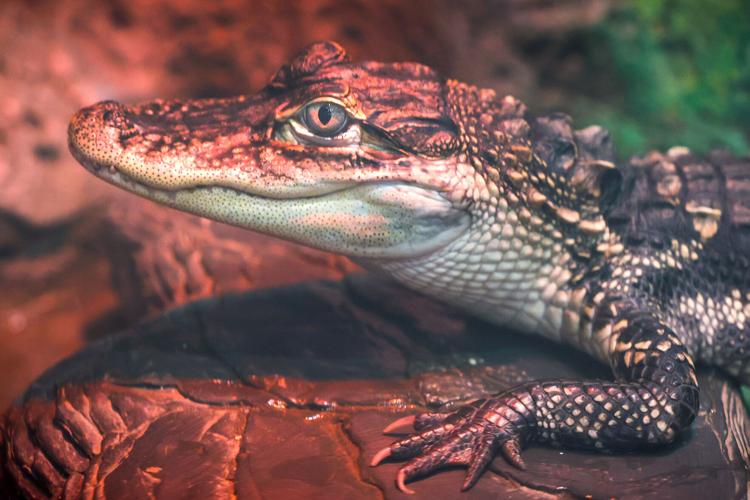 011624-dec-loc-alligator-01.JPG