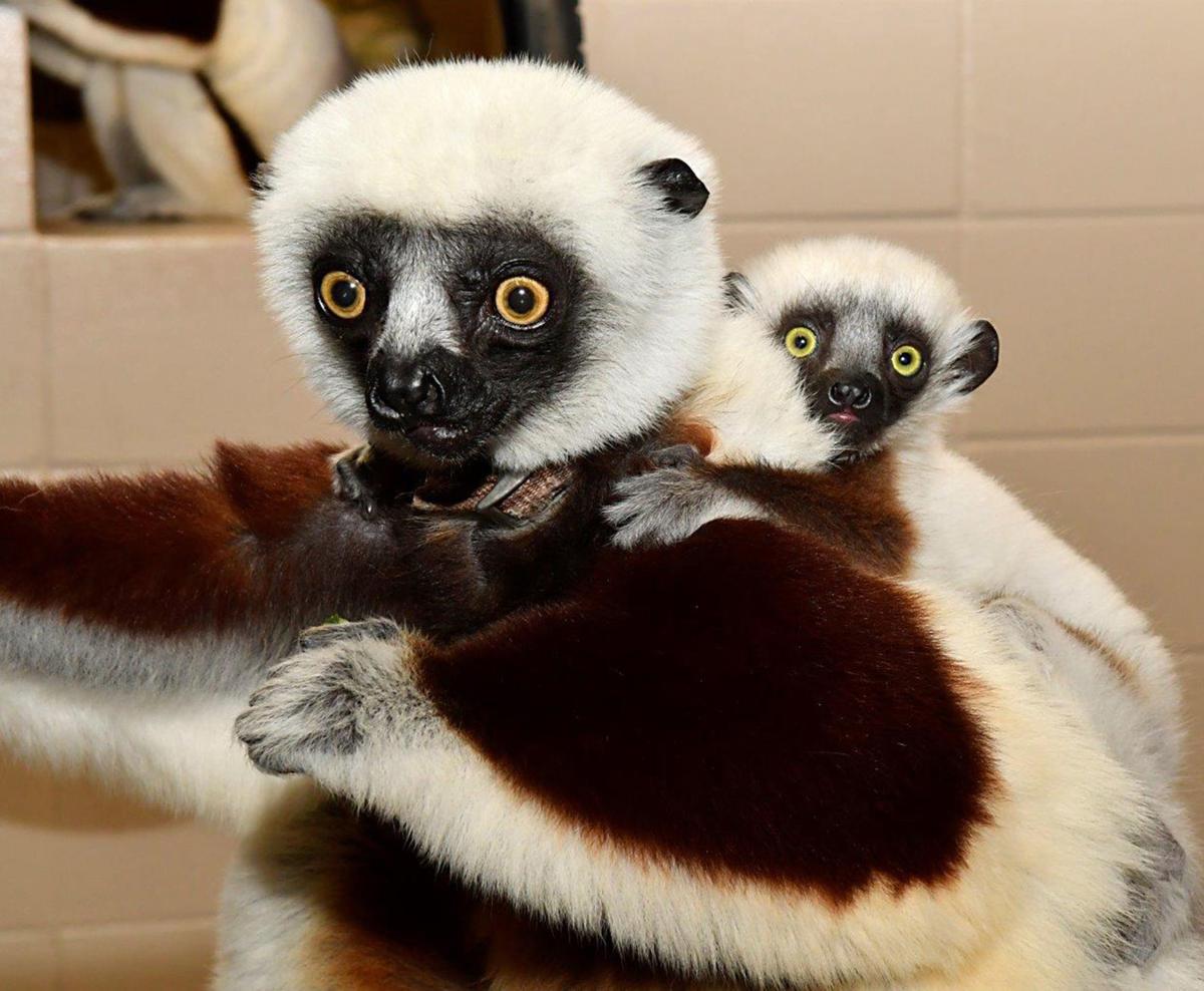 Are Lemurs Good Pets - The Y Guide