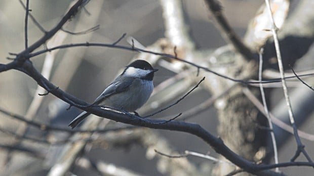Black-capped chickadee (copy)