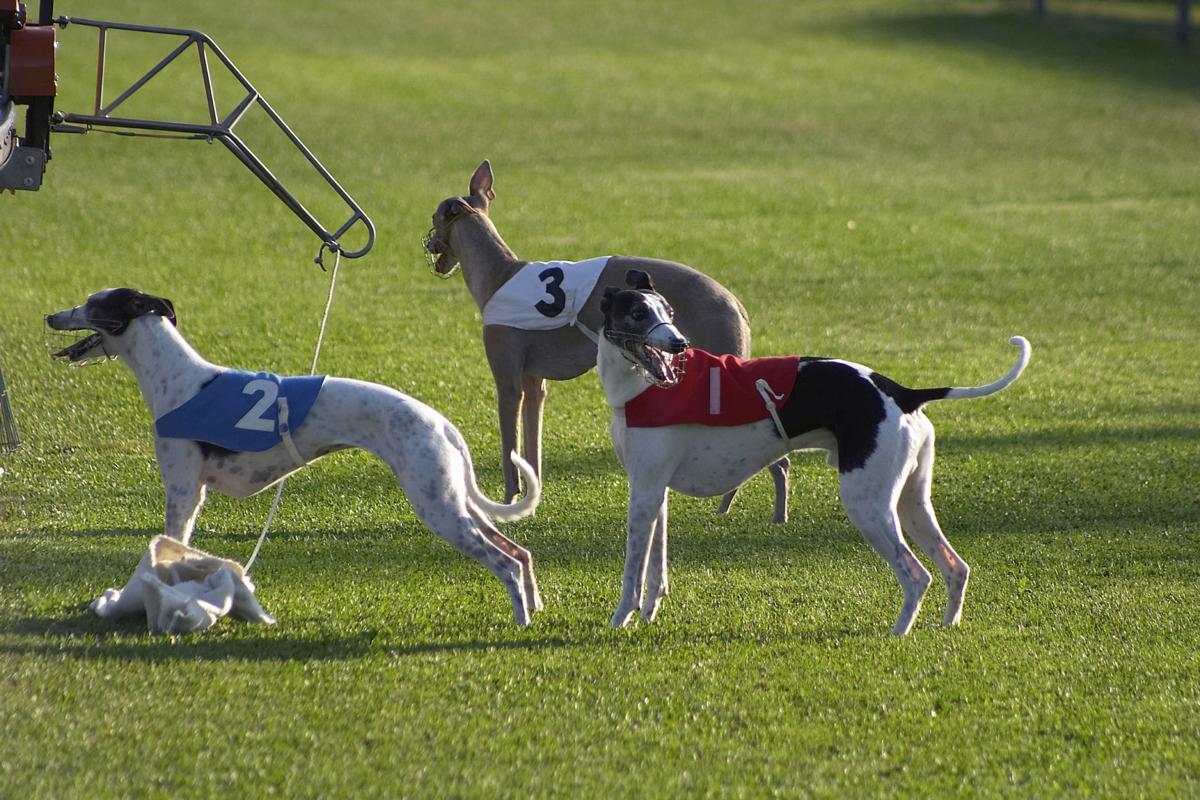 Pet Health Exertional Rhabdomyolysis Rare But Potentially Fatal Pets Herald Review Com