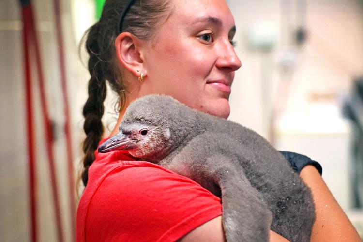 071125-dec-loc-zoobabies_01.JPG