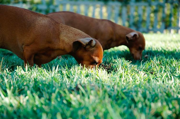 Is there a green option for lawn care?