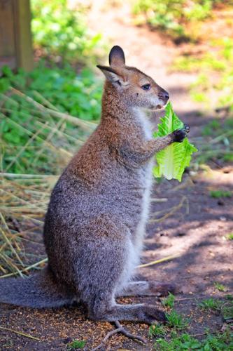 071125-dec-loc-zoobabies_04.JPG