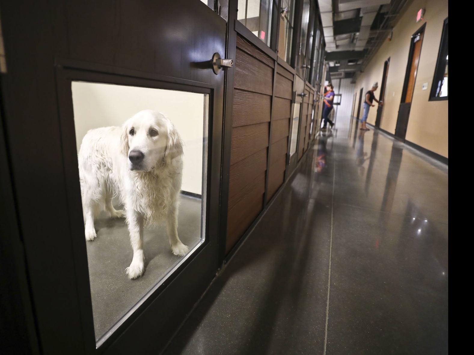 For The Love Of Furry Friends New Illinois Laws To Expand Welfare Of Animals Pets Herald Review Com