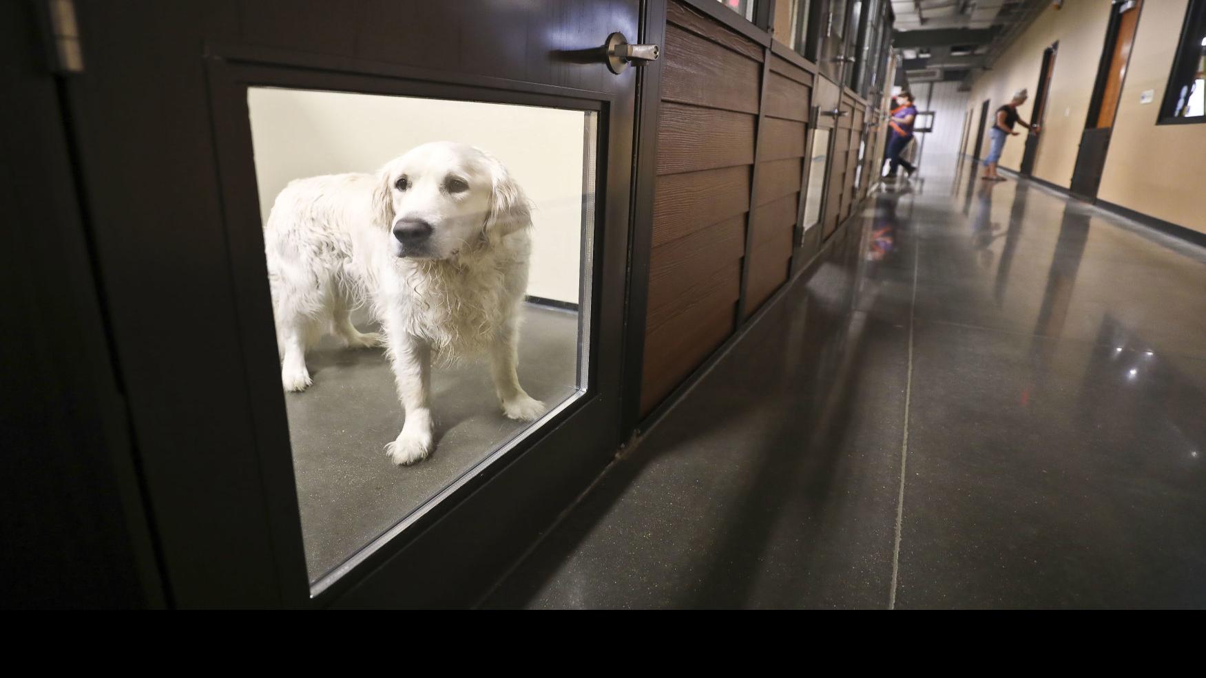 For The Love Of Furry Friends New Illinois Laws To Expand Welfare
