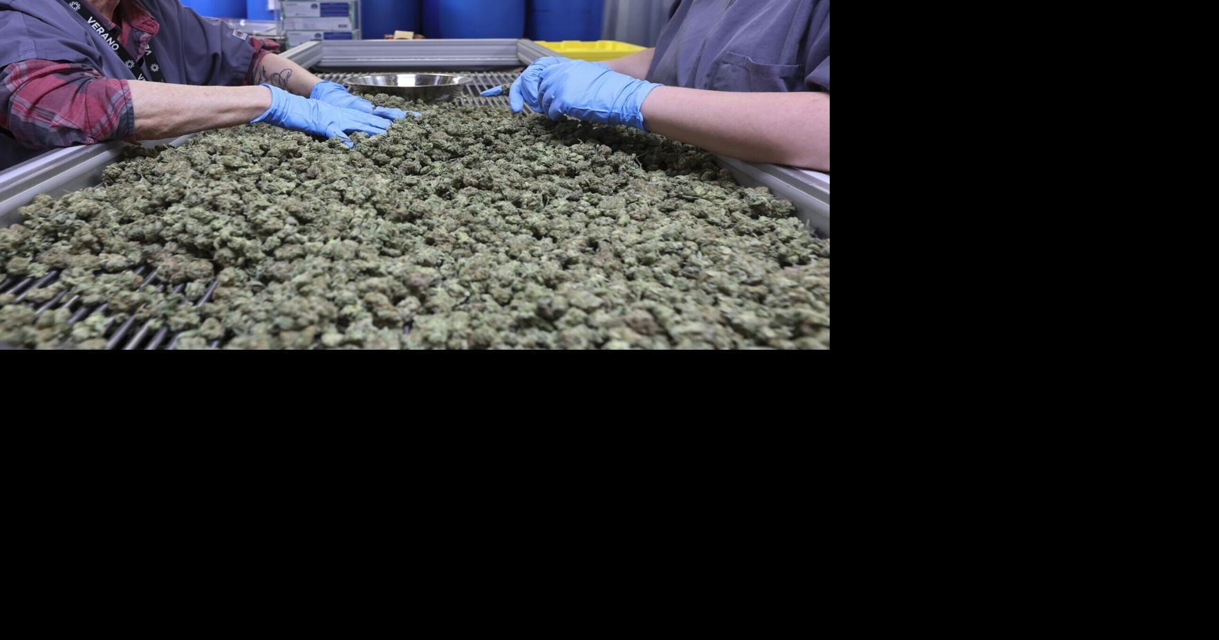 Lawsuit claims cannabis companies intentionally made false claims about medical benefits