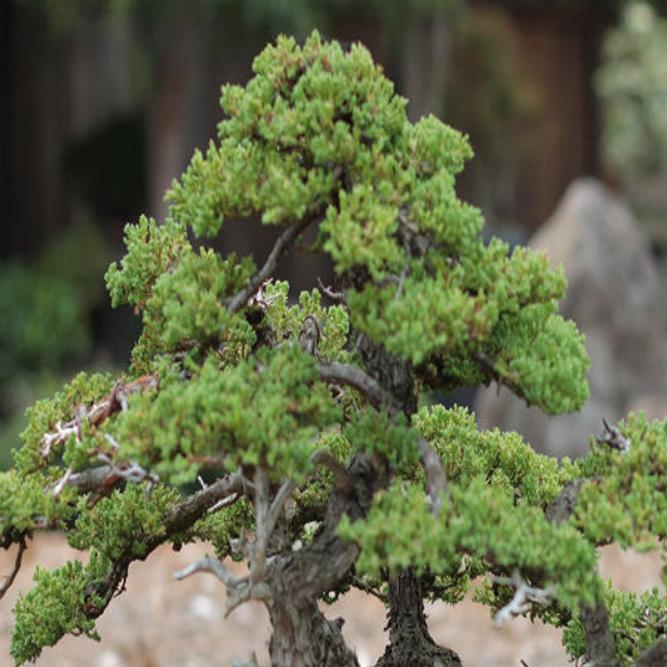 Plant Palette It Takes Patience And Artistic Flair To Grow A Bonsai Lifestyles Herald Review Com