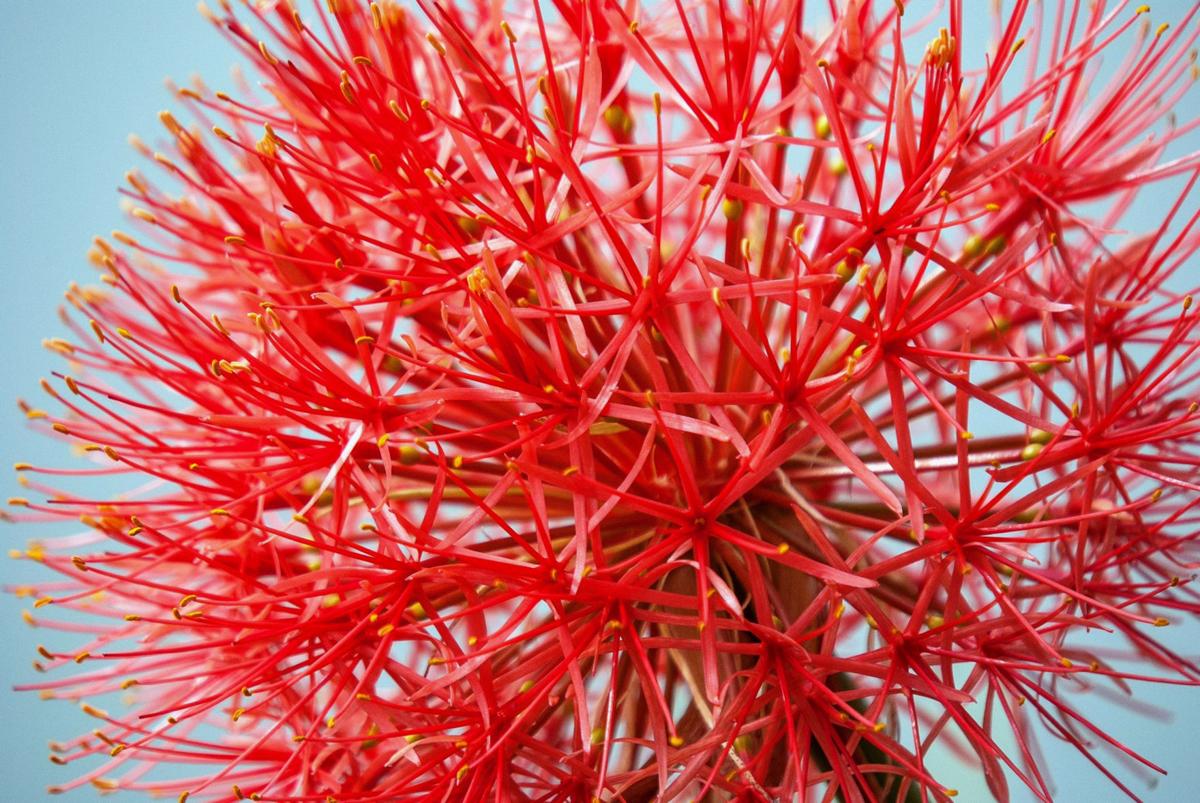 On Gardening African blood lily, most stunning of all bulbs Home and Garden