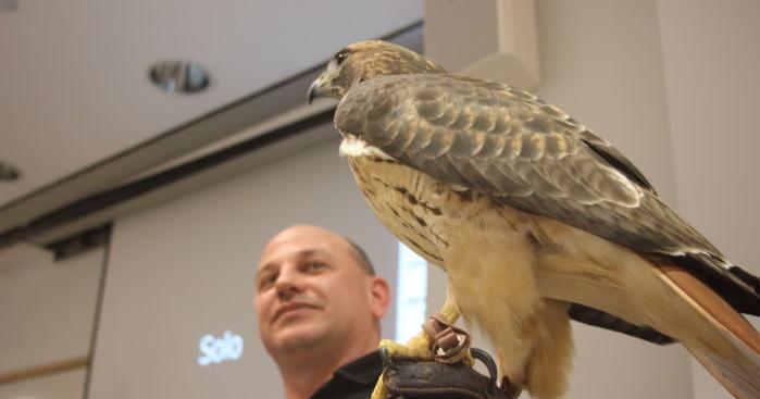 Raptor Focus Series gets up close with bird appearance, habitat and ...
