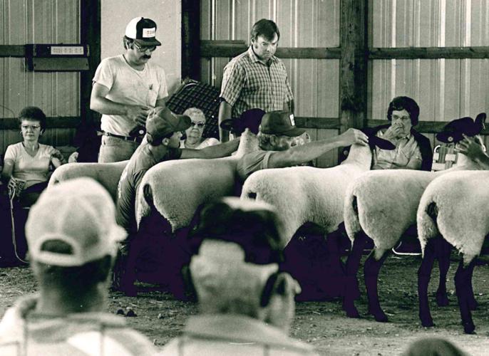 Suffolk ewe lambs