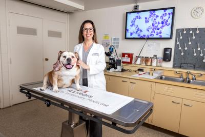 How might the New World screwworm affect dogs and cats?