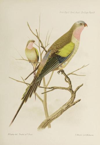 What is the future of the Biodiversity Heritage Library?