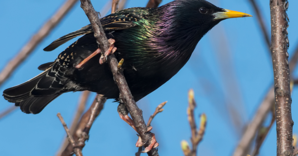 Lake County approves bird-friendly designs for county-owned buildings - Vimarsana News
