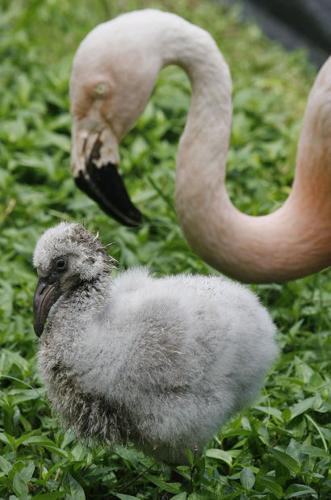 Chilean flamingos welcomes baby Scovill Zoo