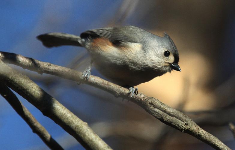 birdcount3 (copy)