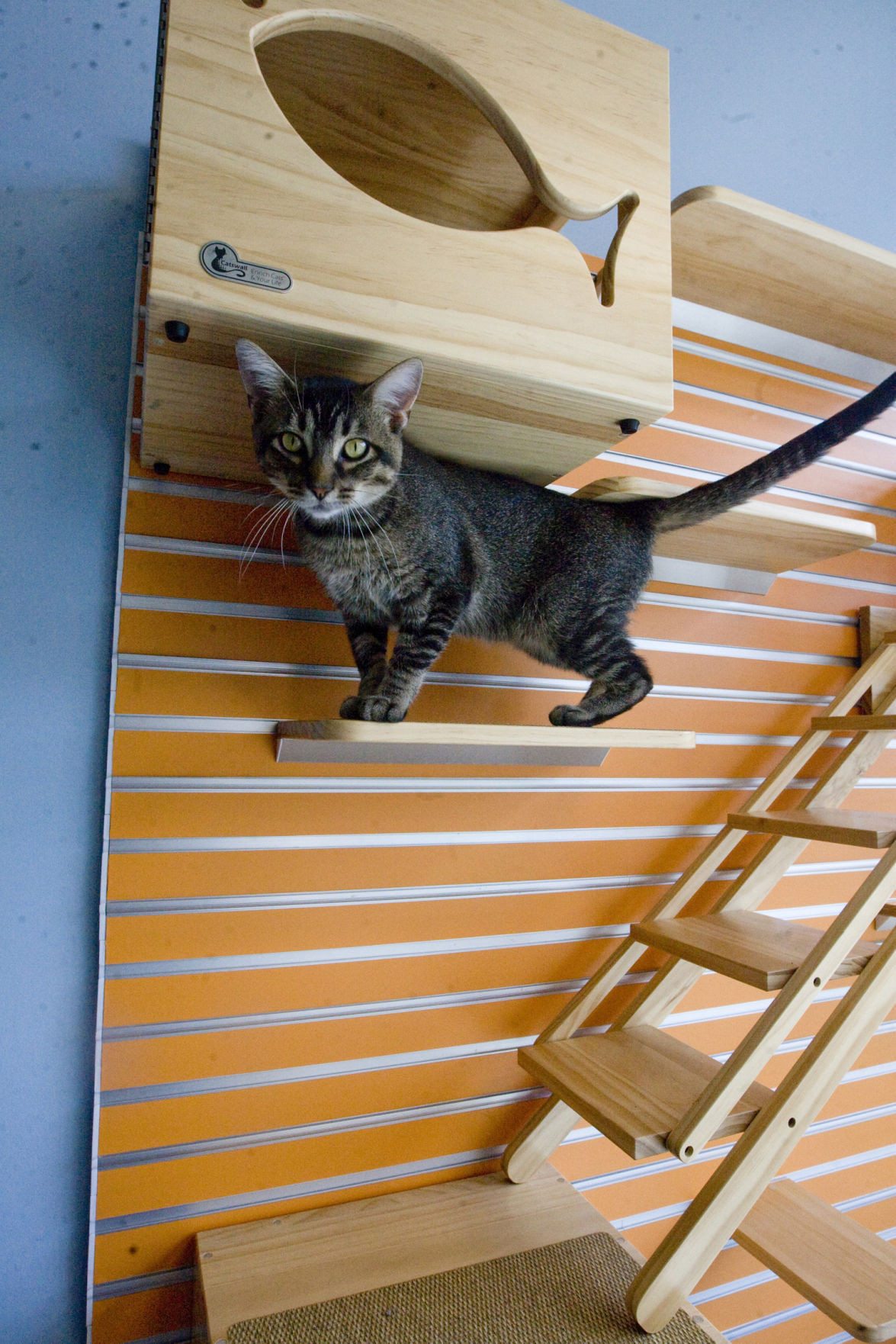 Animal shelter cat room springs to life | Local | herald-review.com