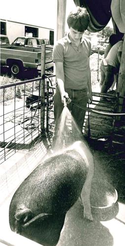 Hampshire gilt
