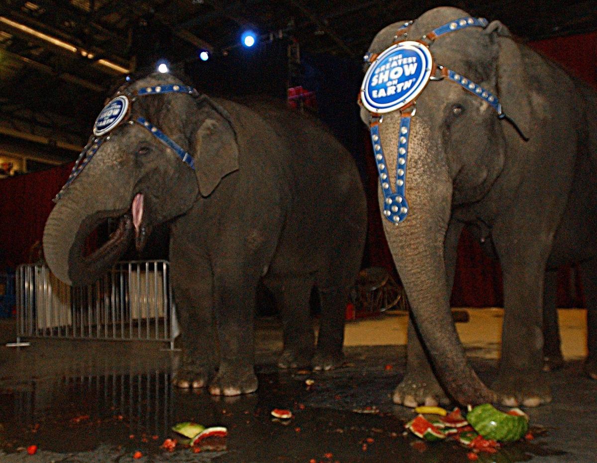 Shriners Circus Has Fewer Animals And More Stunts But Peta