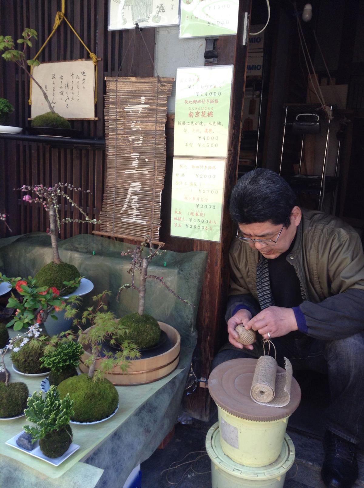 Japanese moss balls an easier alternative to bonsai | Lifestyles | herald-review.com Japanese moss balls an easier alternative to bonsai | Lifestyles | herald-review.com
