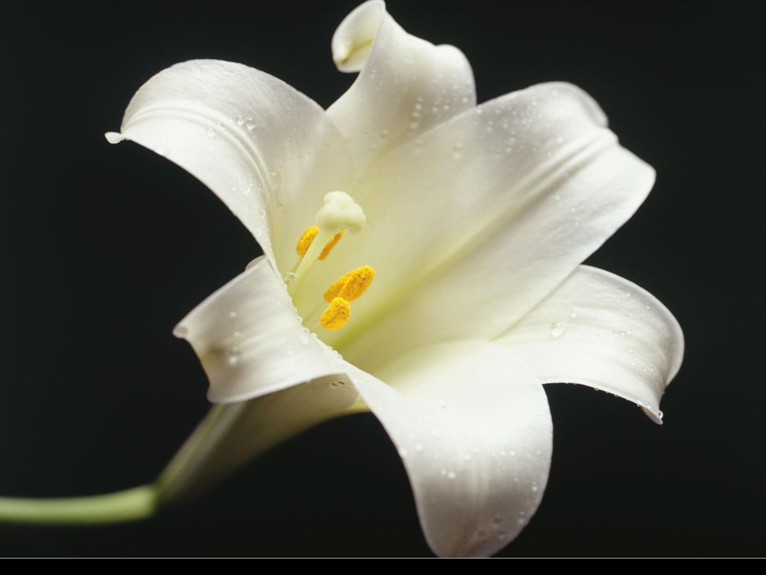 Funerals Pending For April 23 2018 Obituaries Herald Review Com