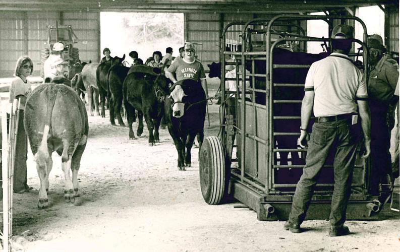 Cattle in line