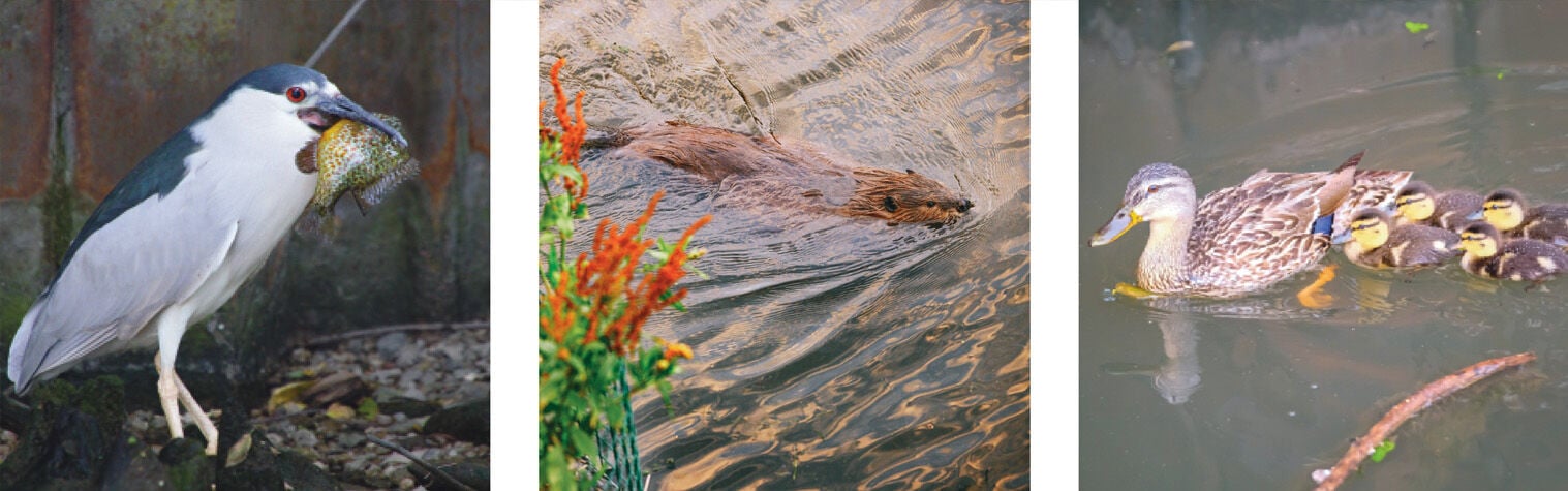 Illinois State researchers team up with Urban Rivers to study ecology, equity of Chicago River