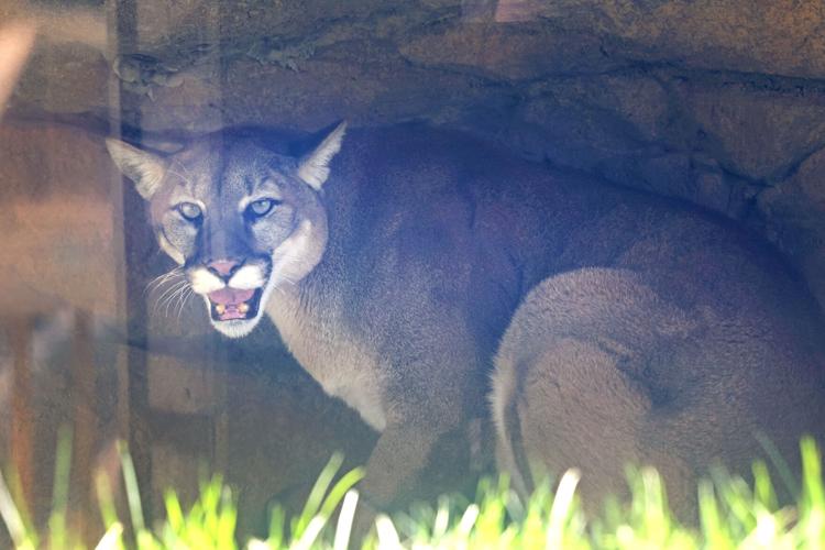 043025-dec-loc-lionexhibit_02.JPG