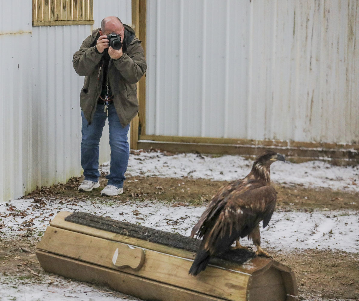 Golden Eagle Porn - How the Illinois Raptor Center is nursing this bald eagle hit by a car