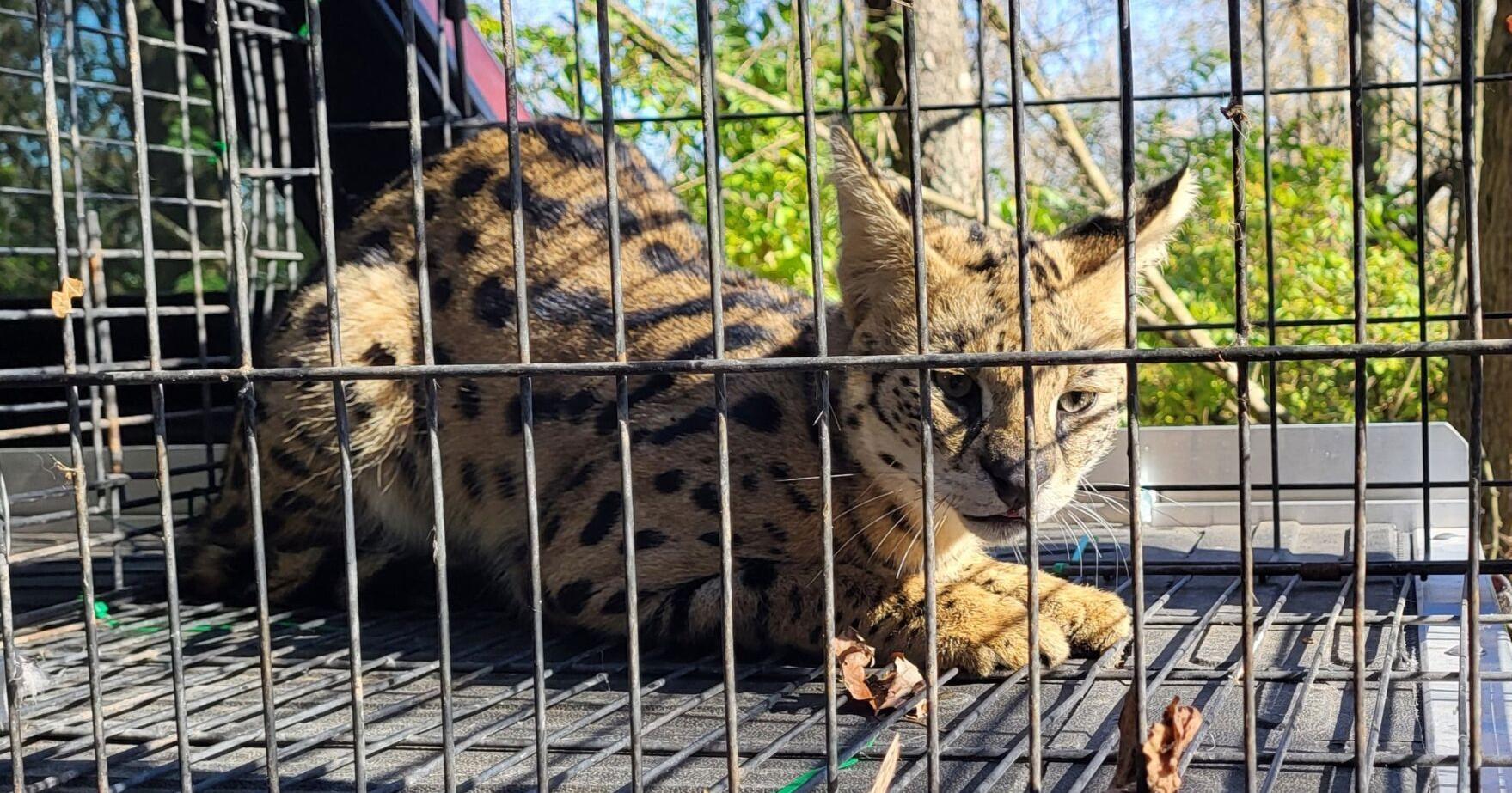 Illinois House passes bill adding serval cats to list of dangerous animals - Vimarsana News